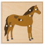 Paard